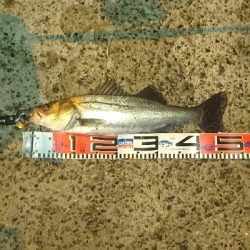 シーバス釣りしてきました❗