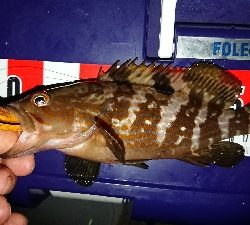 ロックフィッシュ