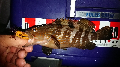 ロックフィッシュ