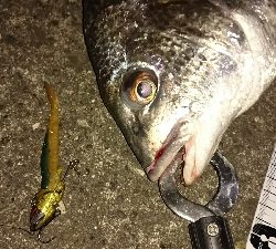 花見川チニング?