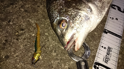 花見川チニング？