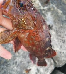 ストレス発散野島沖堤防！