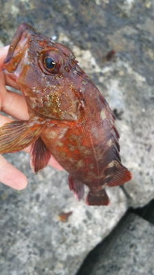 ストレス発散野島沖堤防！