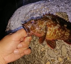 ケンサキ調査からのガシリング