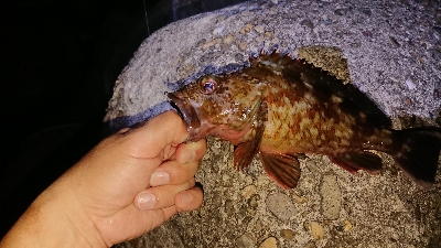 ケンサキ調査からのガシリング