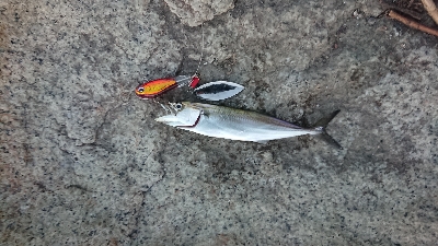 驚き サワラの子出現