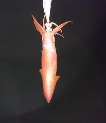 エギング釣行その23とロックフィッシュ