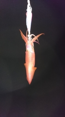 エギング釣行その23とロックフィッシュ