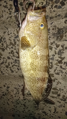 ロックフィッシュ釣行