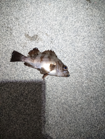 まだ、終わらない。