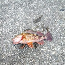 久しぶりの爆釣