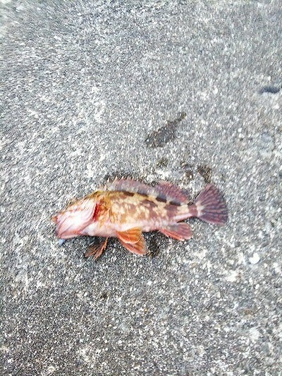 久しぶりの爆釣