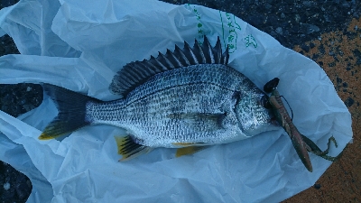 続・ベイトタックル修行