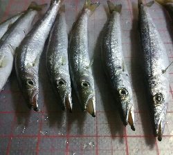 夕方にかるーく