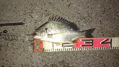 NEWタモ鱗付け♪