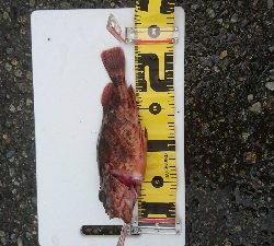 ショアジギング　ガシラ(∩´∀｀)∩ﾜｰｲ