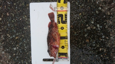 ショアジギング　ガシラ(∩´∀｀)∩ﾜｰｲ