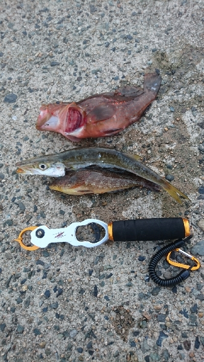 ショアスローでロックフィッシュ(∩´∀｀)…