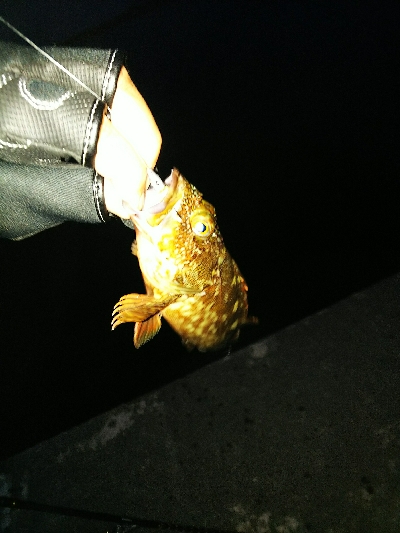 波は高いが潮どまり