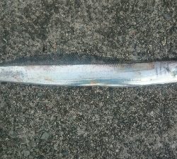 港祭りより釣りが一番