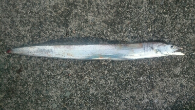 港祭りより釣りが一番