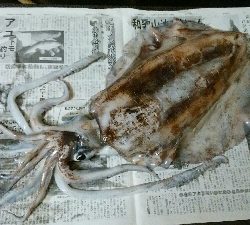 アオリ1640グラム 雄