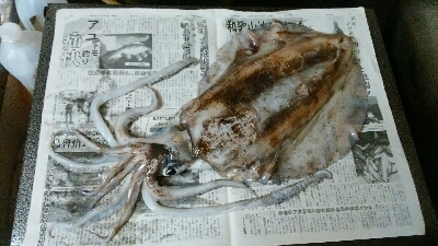 アオリ1640グラム 雄