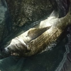 アジングのはずがまたチヌ…