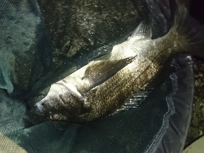 アジングのはずがまたチヌ…