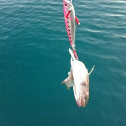 ジギング&小物釣り