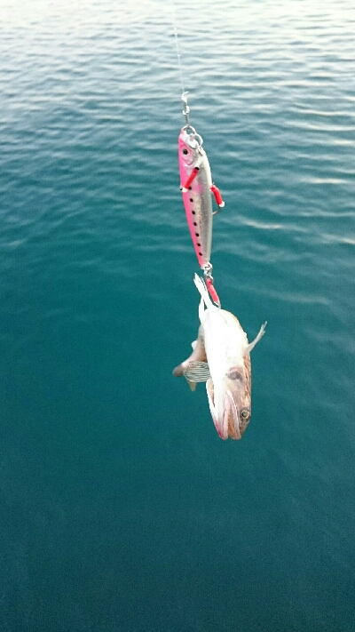 ジギング＆小物釣り