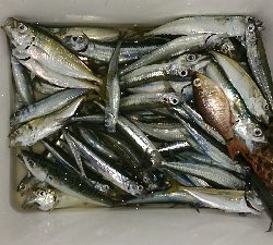 田曽浦でサビキ釣り