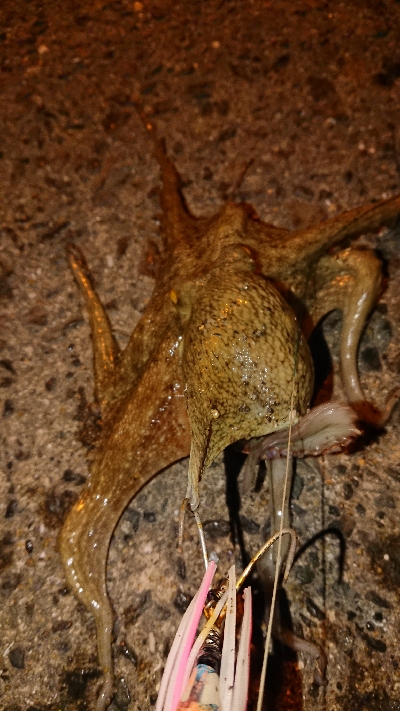 初めての投稿です(￣▽￣)v