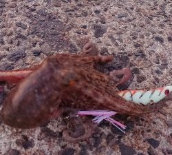 仕事帰りに一撃ち行ってきました！