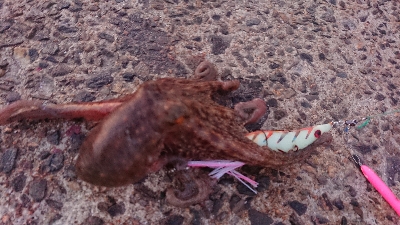 仕事帰りに一撃ち行ってきました！