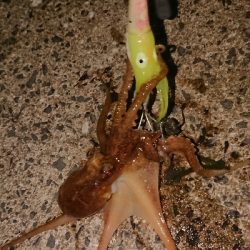 ロッドを新調しましたので墨付けです！