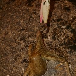 仲間とタコ釣り(笑)