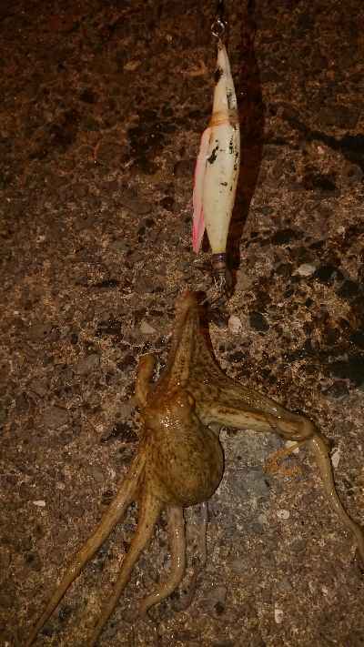 仲間とタコ釣り(笑)