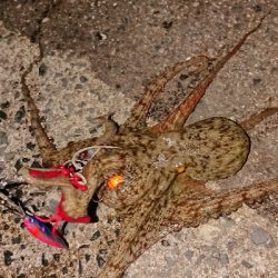 台風明けですが、なかなか釣れました！