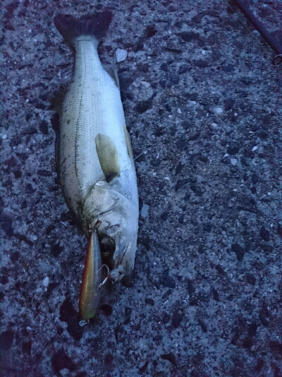 今日の釣果