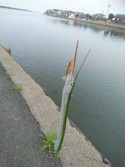 今日の釣果