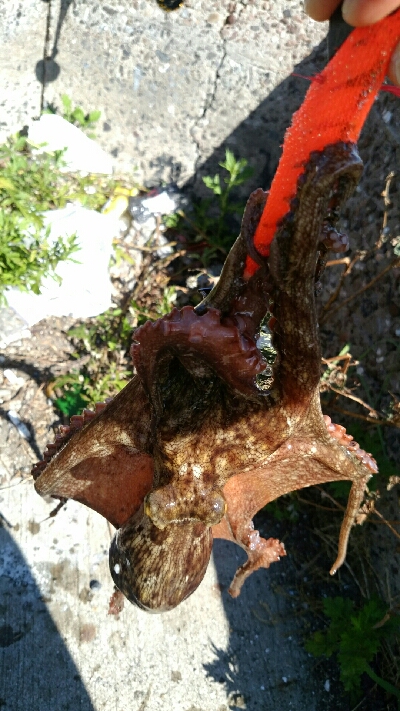 今年は渋い…。