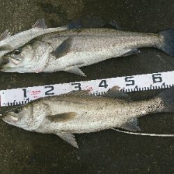 トップシーバスコラボ