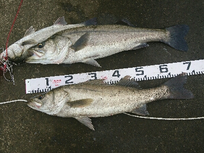 トップシーバスコラボ