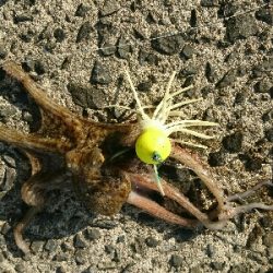 ヒラセイゴ、トラフナマコ、マダコ三種達成！