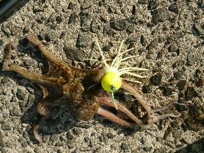 ヒラセイゴ、トラフナマコ、マダコ三種達成！