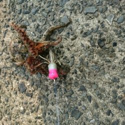 朝マズメオクトパッシング