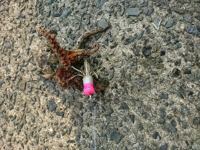 朝マズメオクトパッシング