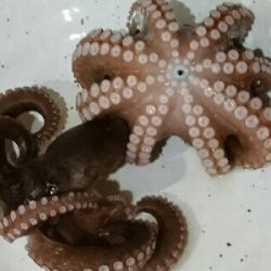 タコエギで朝練習w