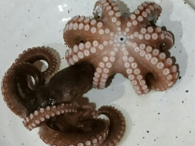 タコエギで朝練習w